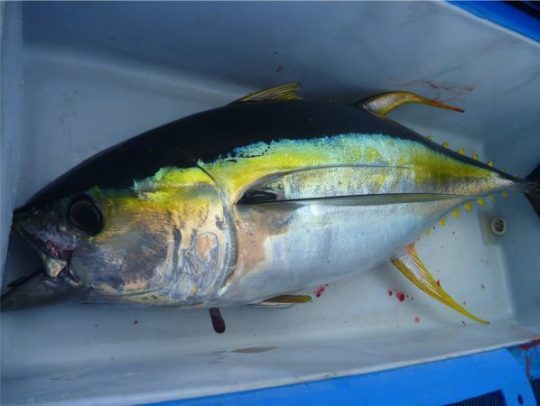 Yellowfin tuna charter sydney