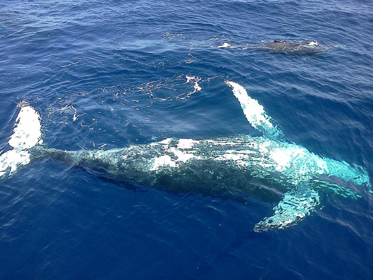 Humpback whale Cronulla