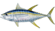 Tuna Yellowfin fishing Cronulla Sydney