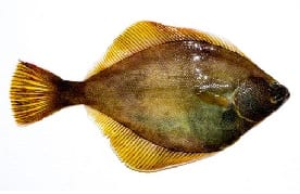 Flounder sole fish Cronulla Sydney
