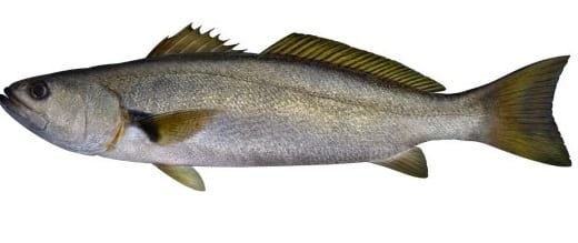 Teraglin Teraglin fish bag limits Cronulla NSW