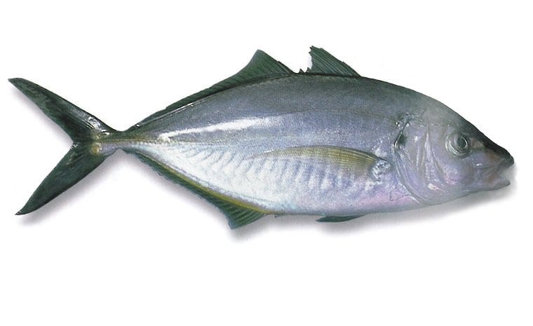 Trevally