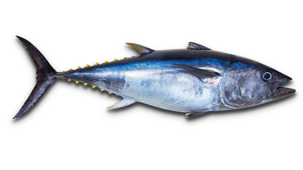 Tuna Bluefin bag limits Cronulla NSW