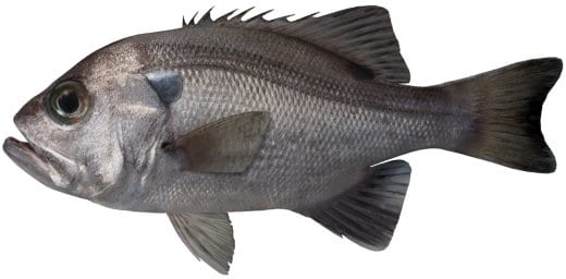 Pearl Perch fishing seasons Sydney