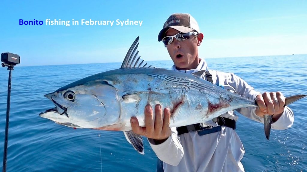 Best Fish To Catch in February In Sydney